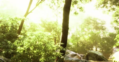 Light Filters Through Trees in a Serene Forest Landscape During Golden Hour