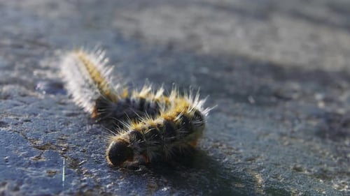 Makroansicht einer winzigen, verschwommenen Raupe und umherlaufenden Locken mit rosafarbenen Gliedmaßen und einem Wurm dahinter