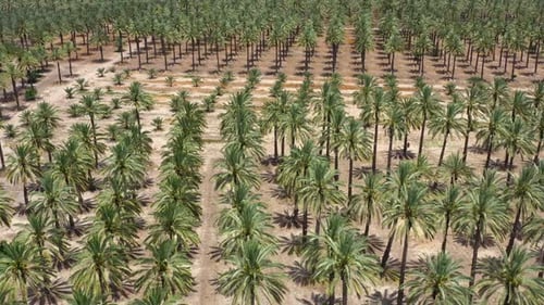 Aerial view of a large Date Palms plantation in the desert.