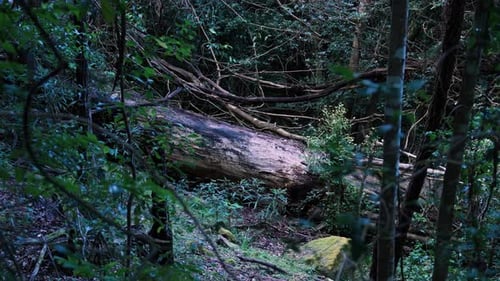 Rotten Tree Fallen Trunk In The Blue Mountains National Park, New South Wales, Australia. Close-up S