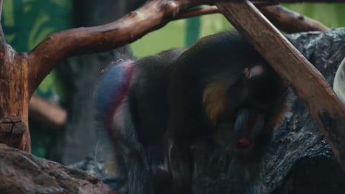 Mandrill Monkey Walks Then Lies Down On The Rock In The Zoo. - close up