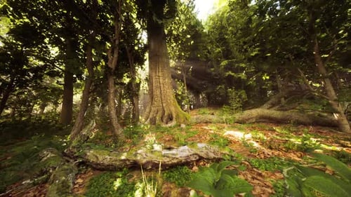 Sunlight Filters Through Trees in a Tranquil Morning Forest