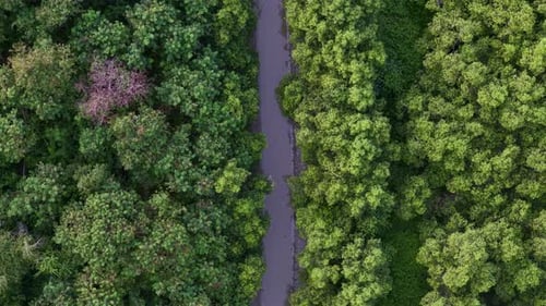 Aerial drone view of green mangrove forest river channel