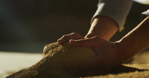 Close up shot of an young successful man farmer is controlling with his hands at the moment harves
