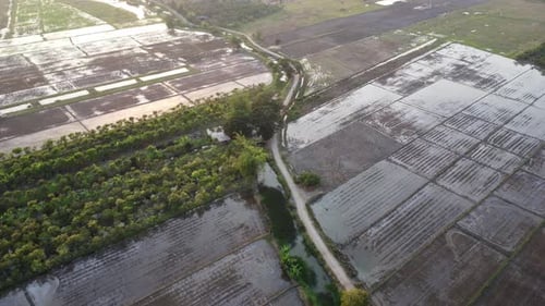 Luftbild eines Landwirts im roten Traktor, der Land für den Reisanbau vorbereitet, während Vögel herumfliegen.
Bauernhof