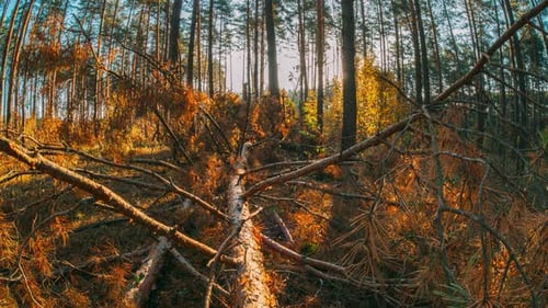 Sonnenlicht, das durch Bäume dringt