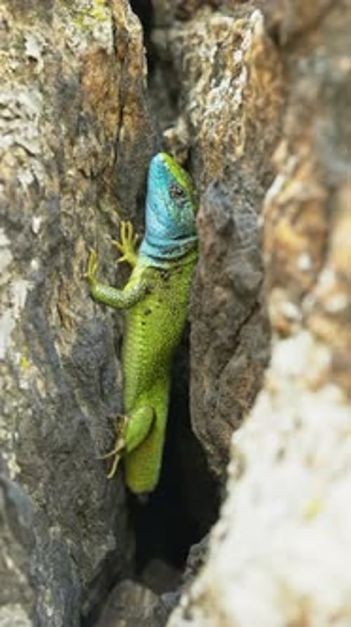 Le survivant sans queue : l'histoire d'un lézard. Lézard qui a perdu sa queue, probablement à cause d'un prédateur
