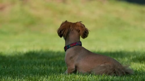 A cute little dog is lying on the grass in the park and resting animal training on the street