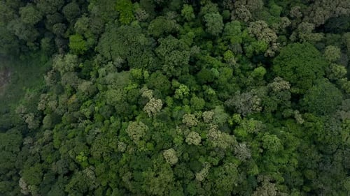 Tropical Green Forest Top View