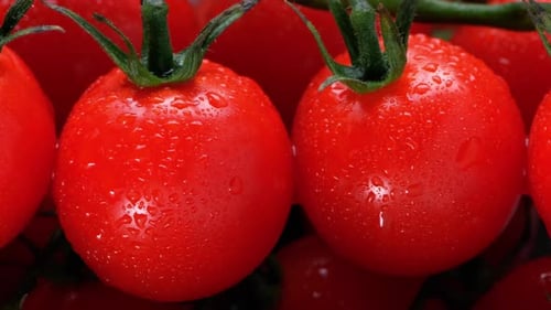 Closeup of a red cherry tomato branch covered with waterdrops.