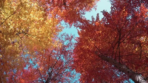 Rotierende Kameraansicht bunter Herbstbäume 4k