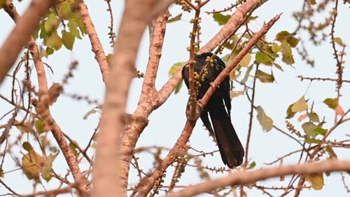 Turns its head over its shoulder towards the left of its body and preens its left wing, red eye, Asi