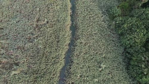 Swamp Area and Stream