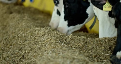 Close Up of Holstein Dairy Cows Eating Agricultural Feed with Supplements From a Trough in a Cow