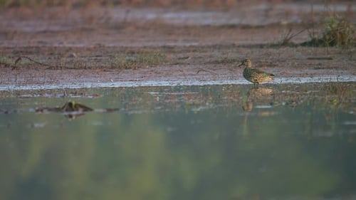 Green Winged or Common teal Duck in pond in Morning