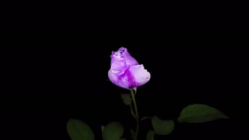 Rose Timelapse