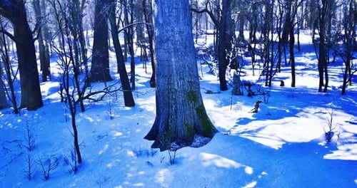 Majestic Winter Landscape Showcasing a Colossal Tree in a Snow Covered Forest