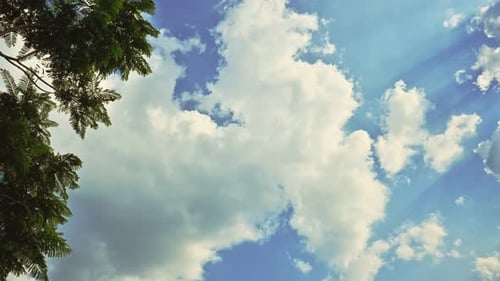 Clouds Passing in a Blue Sky with Green Tree