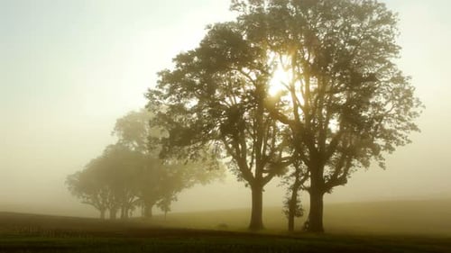 Foggy sunrise timelapse through oak trees in rural Oregon mountain landscape
