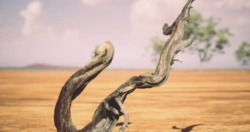 Weathered Tree Branch Stands Out in Barren Landscape Under Bright Sky