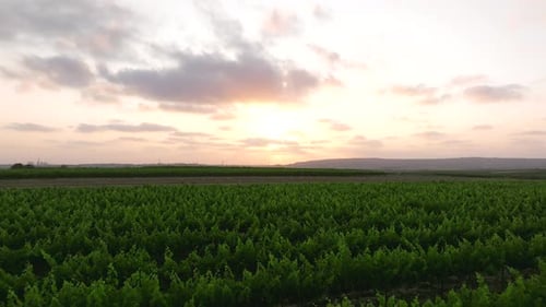 Rows of ripe green Vineyard at sunset, Aerial view