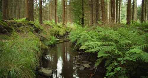 A forest brook babbles through a dense thicket of ferns in the heart of a summer coniferous forest,