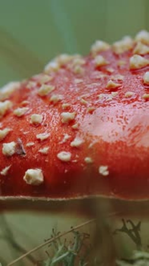 Red Mushroom with White Spots in Forest, Close-up