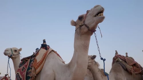 Camel Close Up Desert