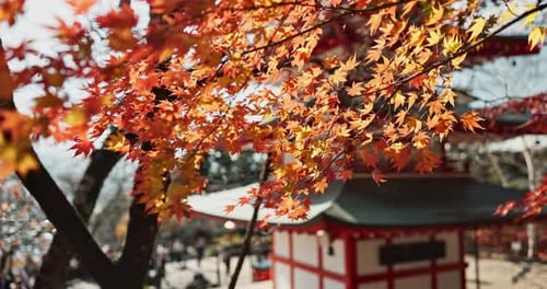 Nature, leaves in autumn and Japanese temple, landscape and architecture with wind
