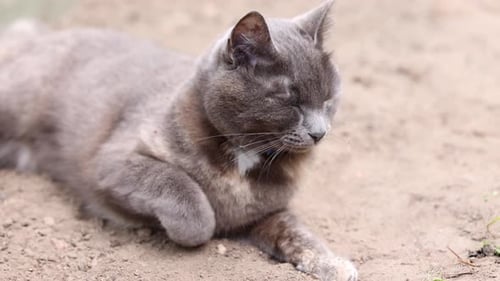 Süße graue Katze in der Natur im Sommer