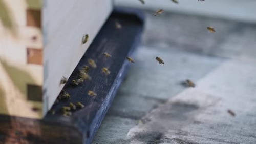 Active Honeybees Entering and Leaving Beehive