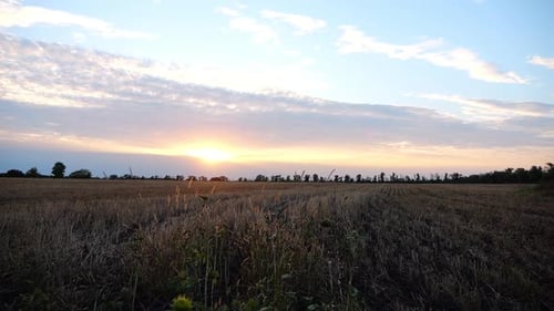 Beautiful View to Endless Wheat Field During Sunset Picturesque Landscape of Large Barley Farmland