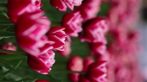 Beautiful Bright Colorful Spring Tulips