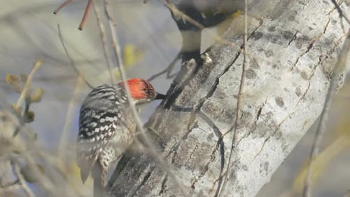 Ladder Backed Woodpecker Eating Grubs From a Tree Slow Motion