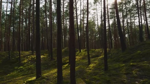Fir Tree Forest in Summer A Serene Walk Surrounded By Dense Fir Trees Their Branches Laden with