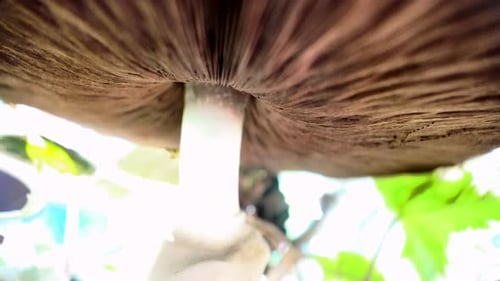 From below Agaricus mushroom in a coniferous forest
