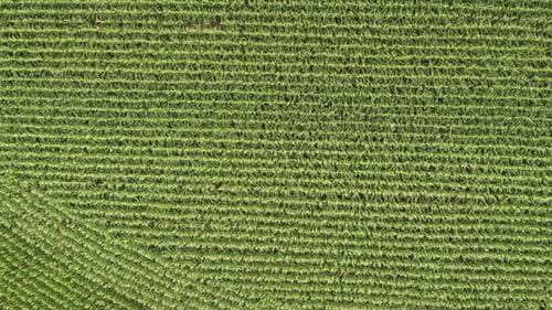 Aerial top down, rows of fresh organic corn growing on agricultural farm field