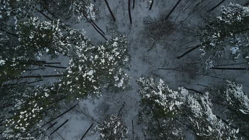 Captivating Aerial View of a SnowCovered Forest Canopy in the Serene Wilderness Showcasing Winters