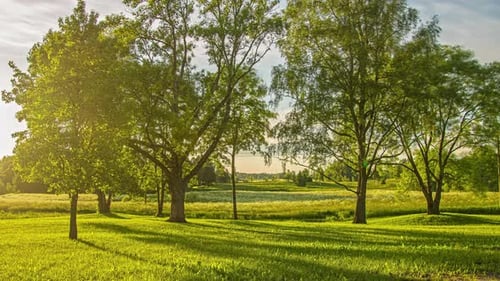 Tranquil Meadow at Sunset with Golden Light