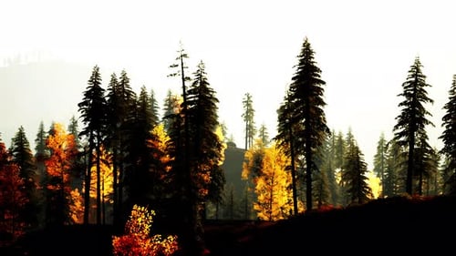 A Forest Filled with Lots of Tall Trees