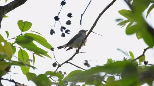 Perched on a small branch almost in a silhouette, flaps its wings rapidly and looks to the right; Re