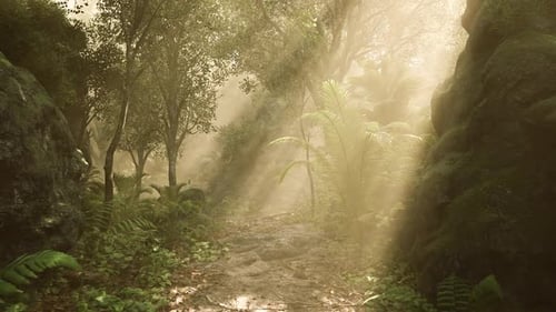 Serene Rainforest Path Illuminated By Soft Sunlight in a Lush Environment
