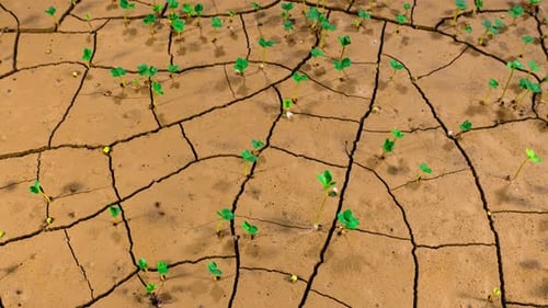 Salatsämlinge wachsen im Zeitraffer auf rissigem Wüstenboden. Symbol für Klimawandel und Dürre