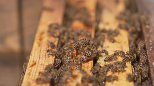 Natural organic honey bees making. Close up of agriculture beekeeping.