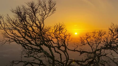 Tree Silhouette at Scenic Golden Hour Sunset