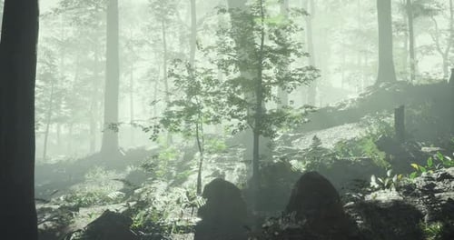 Misty Forest Landscape with Trees and Rocky Terrain During Daylight Hours