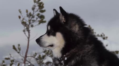 Side View Of An Alaskan Malamute Sitting Outdoors During Snowfall - close up