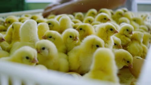 Fluffy Yellow Baby Chicks in a White Crate