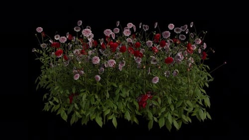 Dahlia Field blowing in the wind Loop Animation. Alpha Channel. Loop Animation