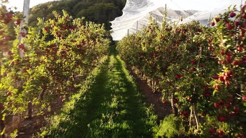Flying in Apple Orchard